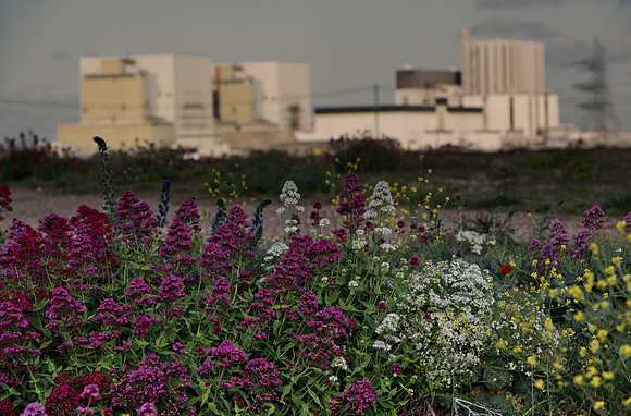 power station and wildflowers
