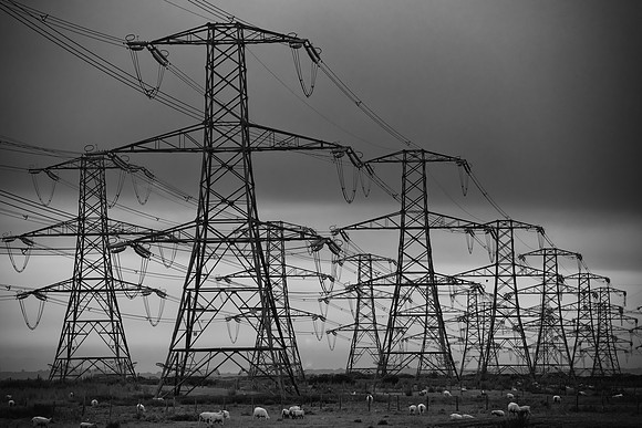 pylons sheep bw