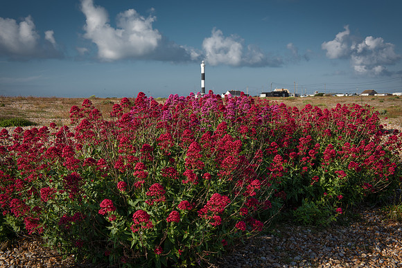 red valerian and lighthouse 2