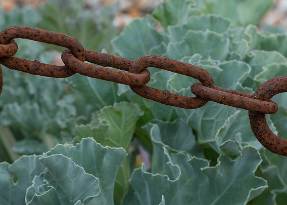 rusty chain and sea kale