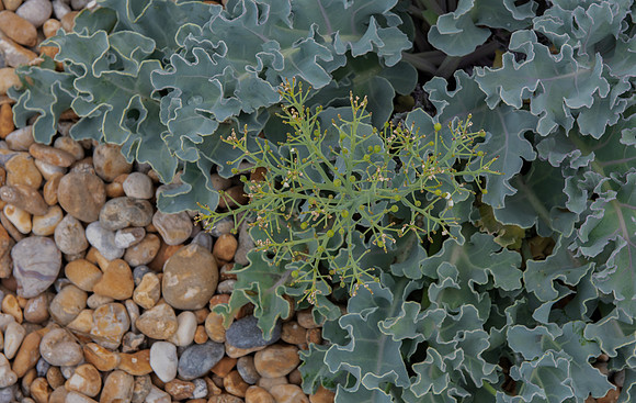 sea kale
