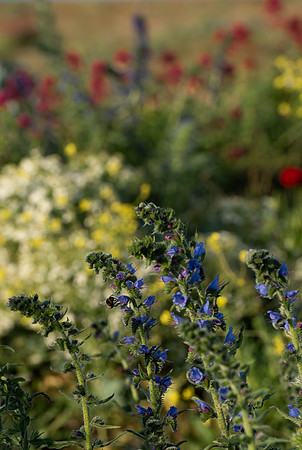 Vipers bugloss and bees 2