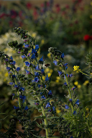 Vipers bugloss and bees 3