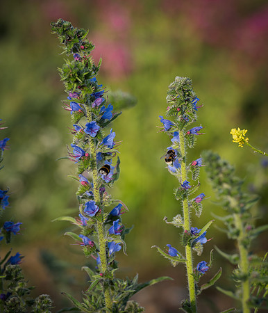 Vipers Bugloss and bees