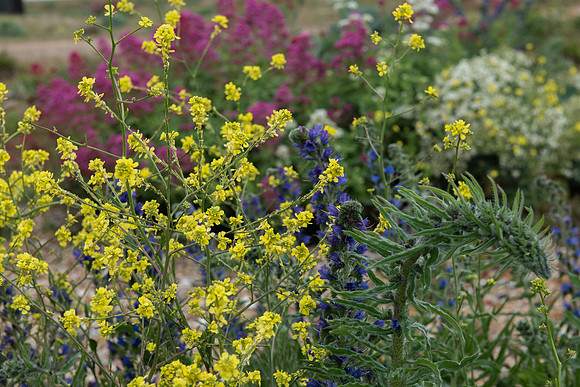 wildflowers