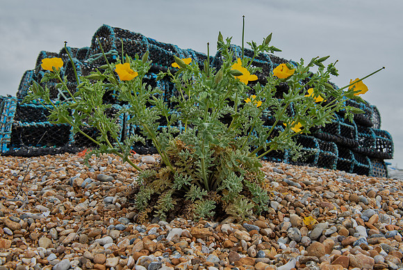 Yellow horned poppy