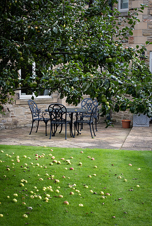 Apple windfall garden 2