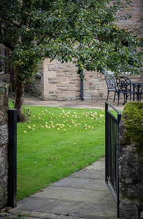 Apple windfall garden 1