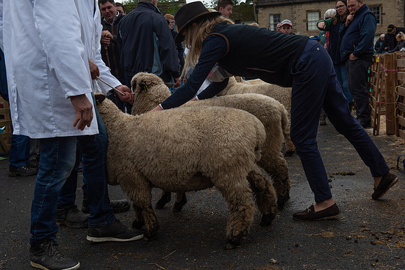 Masham sheep fair 2