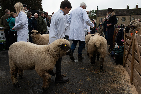 Masham sheep fair 3
