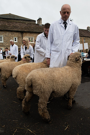 Masham sheep fair 4