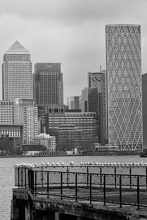 Canary Wharf seagulls