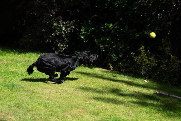 Lyra 7 chasing ball