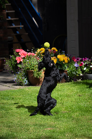 Lyra 8 balance ball