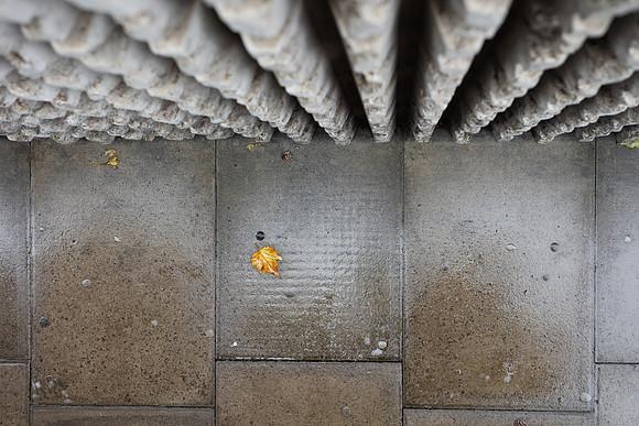 Minories wall leaf