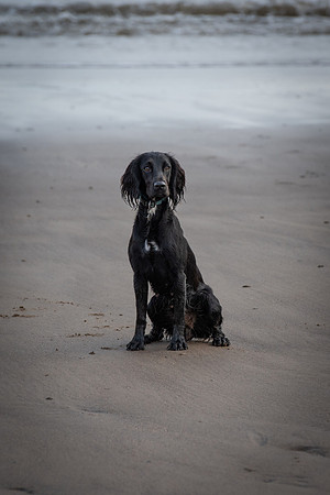 Runswick Lyra 1