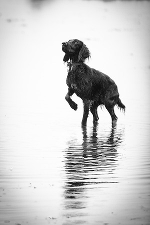 Runswick Lyra bw