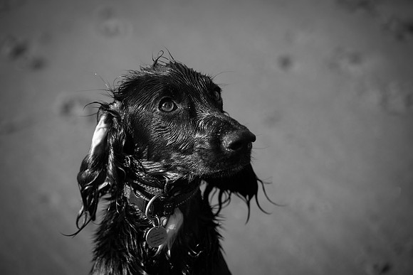 Runswick wet  Lyra bw