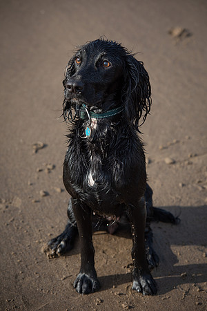 Runswick wet Lyra 1