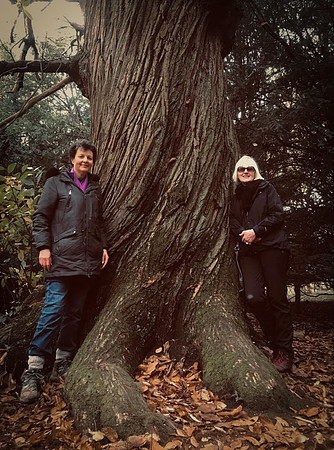 Panhanger Jenni Liz oak