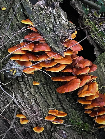 Panshanger bracket fungus