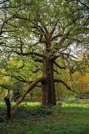 Panshanger old oak