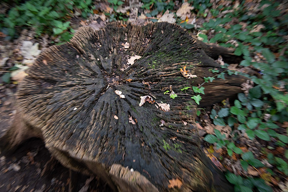 Panshanger stump