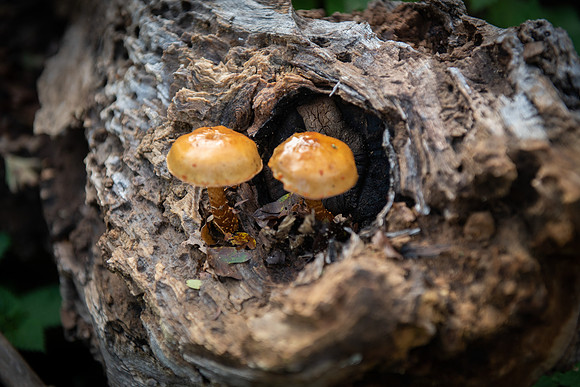 Panshanger toadstools
