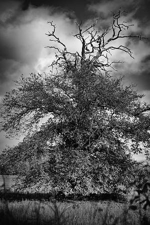 Panshanger tree bw
