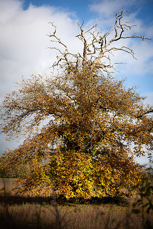 Panshanger tree colour