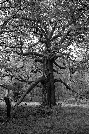 Panshanger old oak