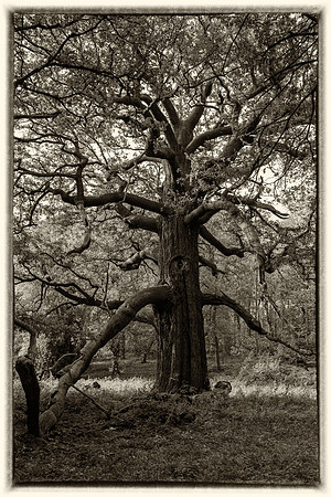 Panshanger old oak