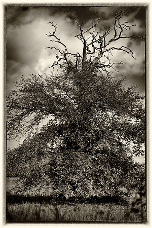 Panshanger tree sepia