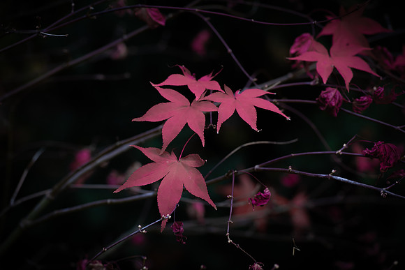Pink acer