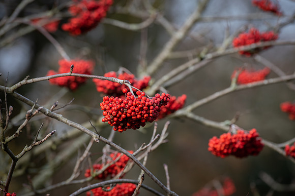 Red berries