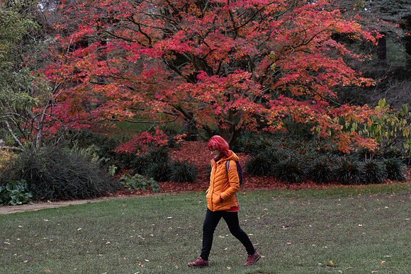 Red hair tree