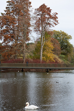 Swan Bridge