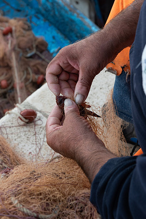 Bari fish in net 2