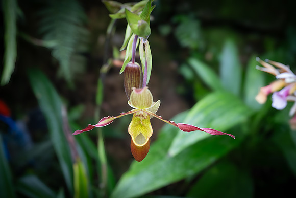 Kew orchids 8