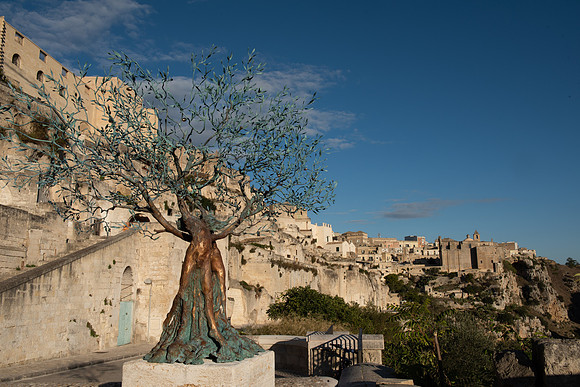 Matera olive tree
