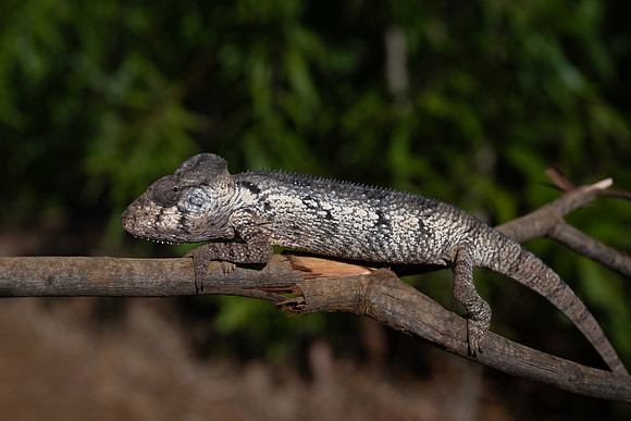 Female Calumma Brevicarne chameleon chameleon