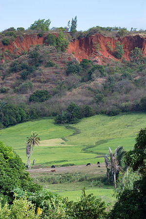 red soils zebu in field