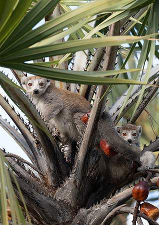 Crowned Lemur