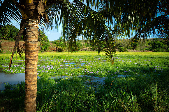 Palm and purple flowers on lake