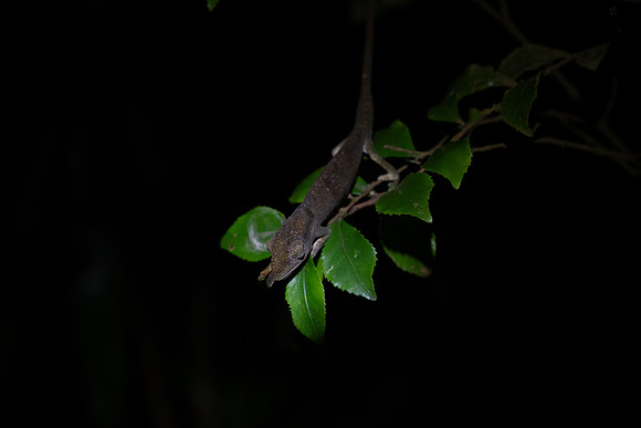 Short horned chameleon