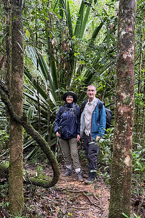 Mantadia primary rainforest