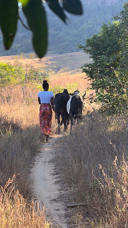Herding zebu