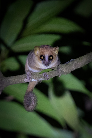 Mouse lemur