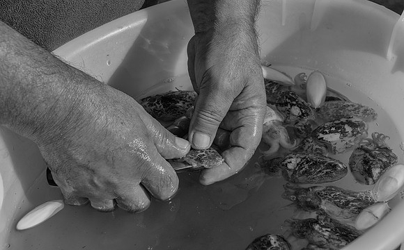 Bari Squid hands bw