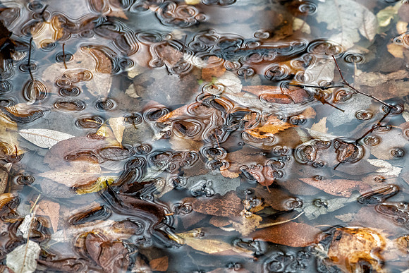 Frensham Ponds 1
